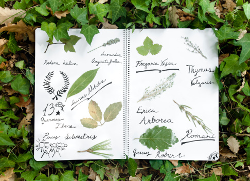 Herbarium on a naturural background