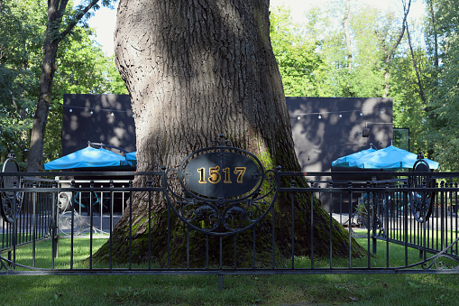 The plate with the date of birth of the oak. Oak tree 500 years old in the city park.