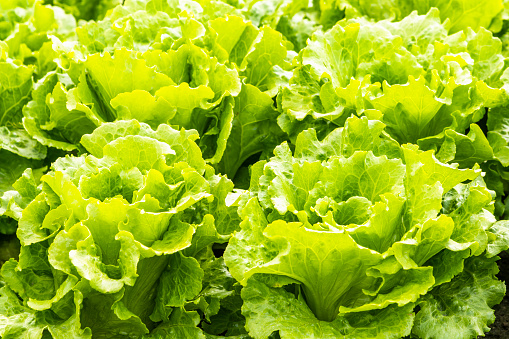 Fresh Fushan lettuce is soon to be harvested in the farmland of Taiwan.