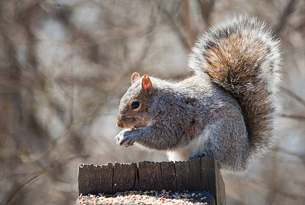 Red squirrel is eating nut on the tree in forest. \nLocation : Istanbul - Turkey.