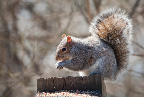A young gray squirrel perched on a wooden stump eating bird food.