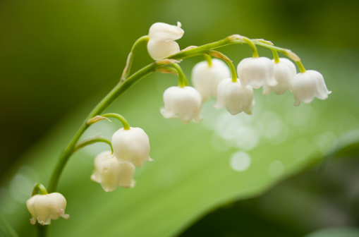 A blooming stem of lily of the valley flowers with the focus on the front flowers and a natural green background.