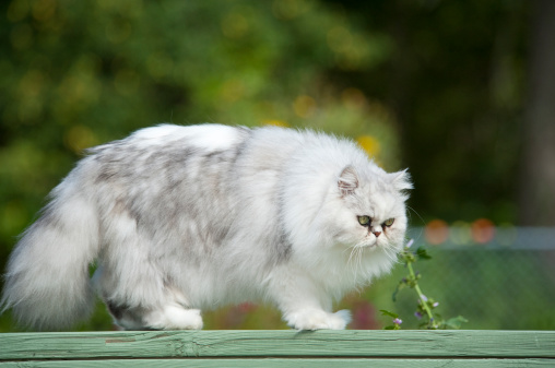 A large white persian cat outdoors in the summer walking along the top of a railing.