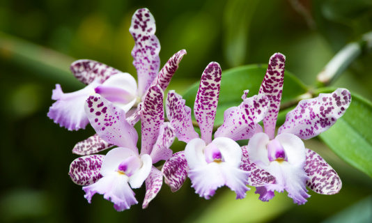 A purple and white multi-flower blooming cattleya orchids with a natural green background.