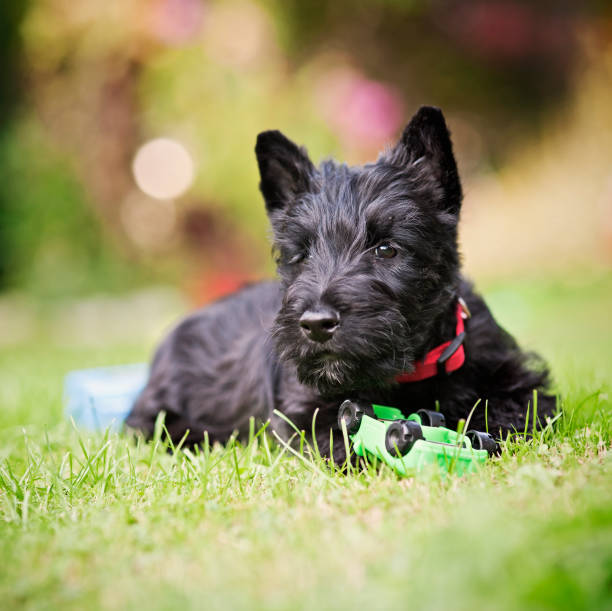 Scottish terrier puppy playing with toy car.