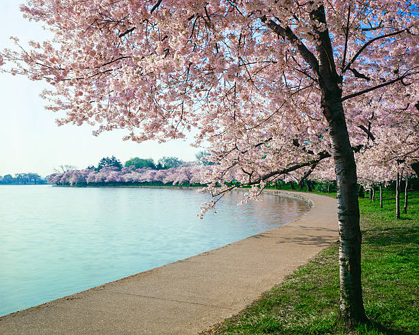 ワシントン dc のチェリー bloosoms 、カーブした通路、タイダルベイスン - cherry blossom cherry tree tree washington dc ストックフォトと画像