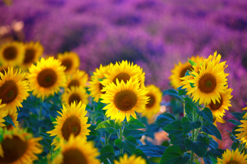 sunflowers with lavender fields in Provence