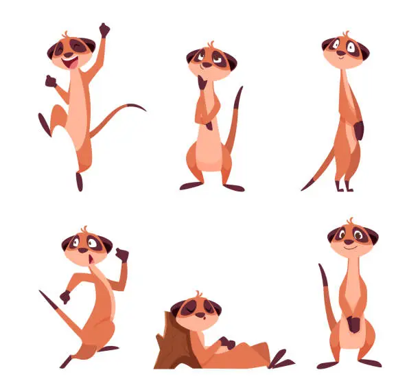 Vector illustration of Meerkats. African wild animals meerkats in action poses exact vector standing characters