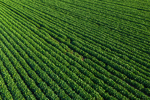 Aerial shot of green soybean field from drone pov, high angle view
