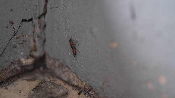 insecto tomcat arrastrándose por la pared. - asnillo fotografías e imágenes de stock