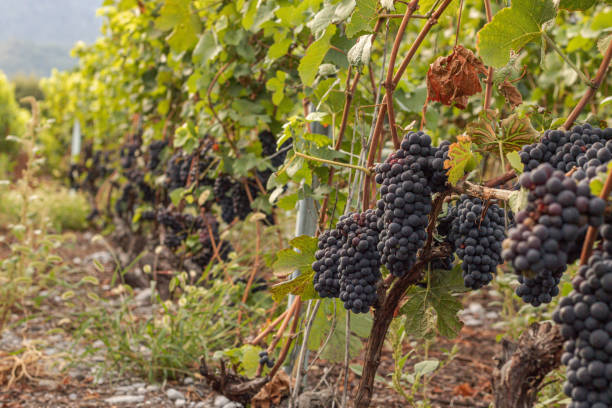 Looking over vineyards￼