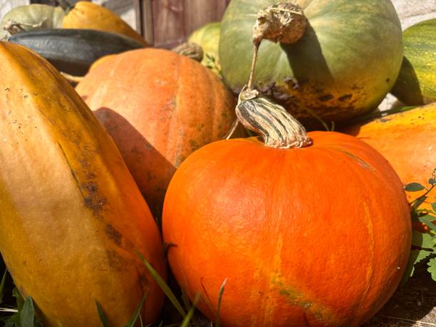 istock The pile of pumpkins. 1660783111
