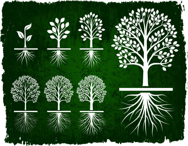 illustrazioni stock, clip art, cartoni animati e icone di tendenza di crescendo albero verde grunge set di icone vettoriali royalty-free - roots