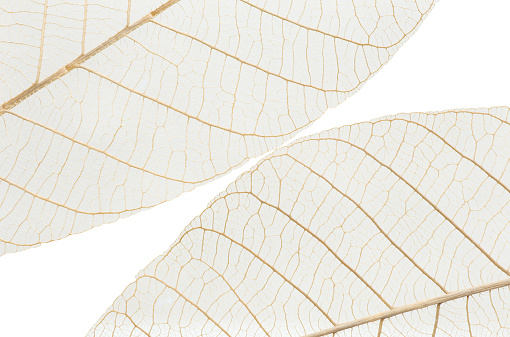Macro of Fiber structure of dry leaves texture background. skeletonized leaves isolated on white background.