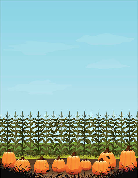 pole dyniowe - pumpkin patch stock illustrations