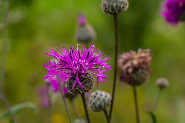 istock Centaurea scabiosa subsp. apiculata, Centaurea apiculata, Compositae. Wild plant shot in summer 1660794481