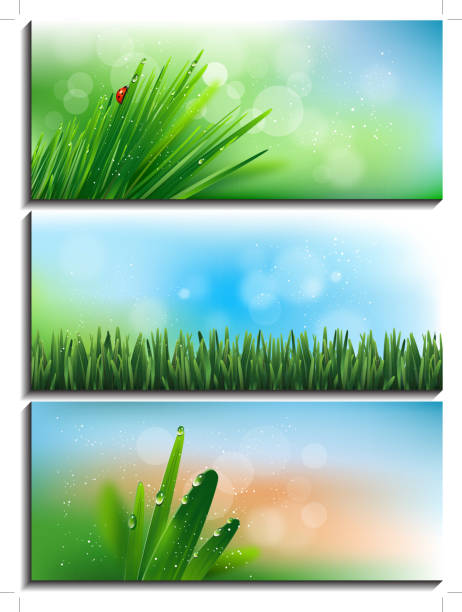 banner frühling - ladybug nature spring drop stock-grafiken, -clipart, -cartoons und -symbole