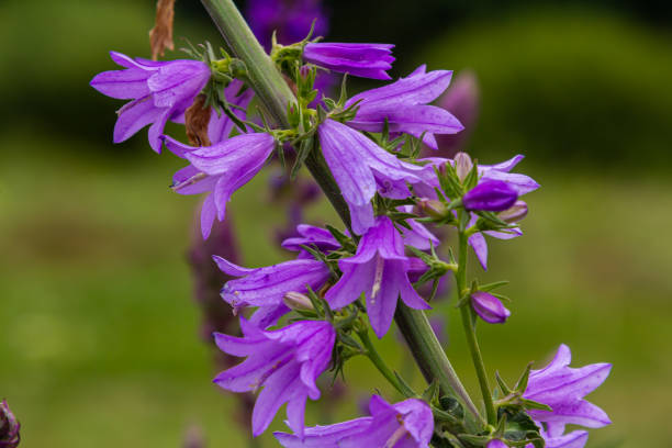 istock Clustered bell flower Campanula glomerata blooming in the wild 1660797880