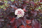 Small white flowers and buds of purple leaved Physocarpus opulifolius in May