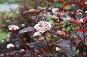 Twig of purple leaved Physocarpus opulifolius with white flowers in May