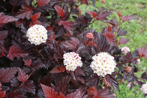 Three panicles of white flowers of purple leaved Physocarpus opulifolius in May