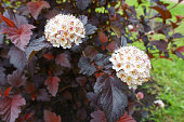 Two panicles of white flowers of purple leaved Physocarpus opulifolius in May