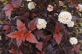 Vibrant red foliage and white flowers of Physocarpus opulifolius in May