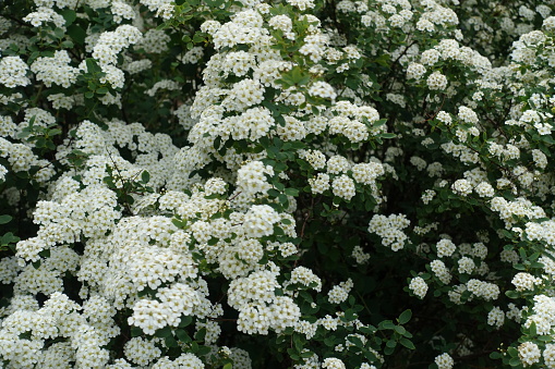 White flowers of Spiraea vanhouttei in mid May