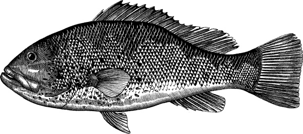Grouper Fish Drawing