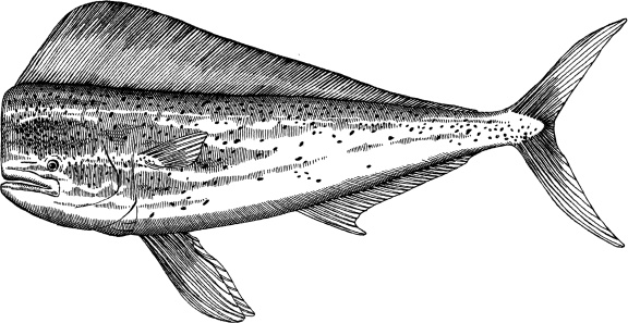 Black and white drawing of dolphinfish - vector illustration