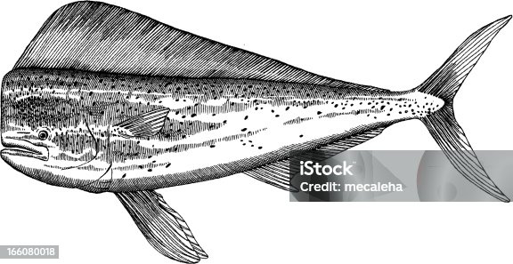istock Dolfinfish Drawing 166080018