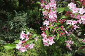 Great number pf pink flowers of Weigela florida in mid May