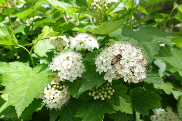 istock Bee pollinating white flowers of common ninebark in May 1660802017