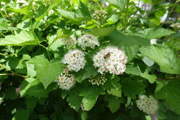 istock Insect pollinating white flowers of common ninebark in May 1660802054