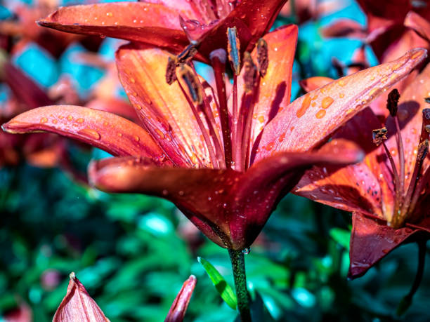 istock fresh bright red lilies in the garden with drops after rain 1660808517