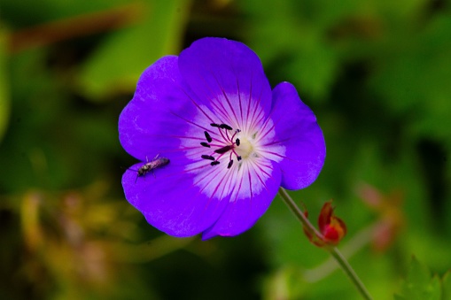 A close-up of a vibrant purple Geranium wallichianum flower blooming in a lush garden