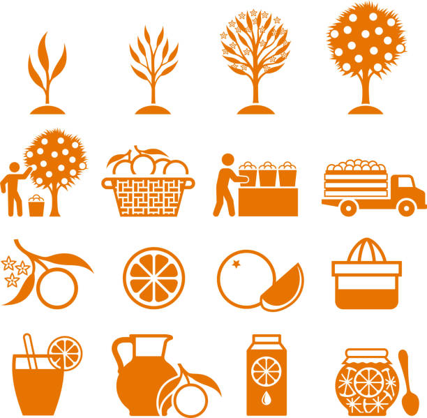 ilustraciones, imágenes clip art, dibujos animados e iconos de stock de naranjo crecimiento y la agricultura biológica & iconos en blanco y negro - orange portion fruit citrus fruit