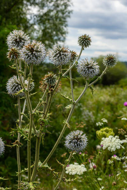 istock Close up selective focus of Great globe thistle, known as Echinops sphaerocephalus and Glandular globe thistle 1660814388