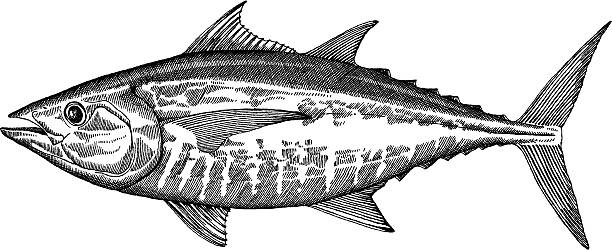 Tuna Fish Drawing Black and white drawing of a blackfin tuna - vector illustration fish drawings stock illustrations