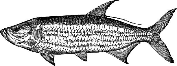 Tarpon Fish Drawing Black and white drawing of tarpon - vector illustration saltwater fish stock illustrations