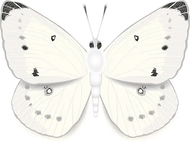 Vector illustration of White Cabbage Butterfly