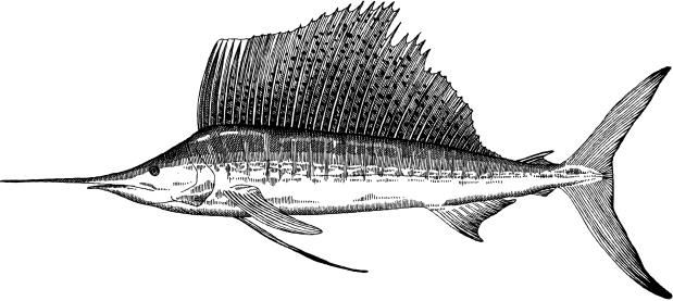 Black and white drawing of a sailfish - vector illustration