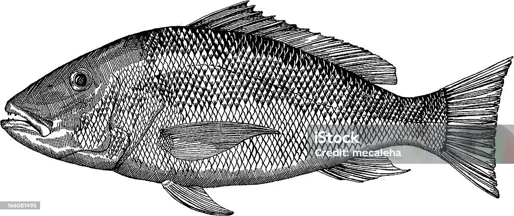 Луциан рыба Чертеж - Векторная графика Луциан роялти-фри