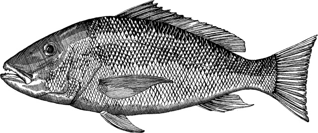 Black and white drawing of a snapper  - vector illustration