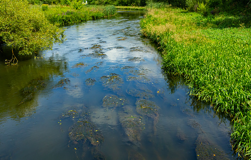 Water plants in the river - Pondweed - Potamogeton natans.