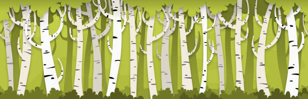 Seamless Birch Forest Background BIRCH TREES ARE MY FAVORITE TYPE OF TREE!!!! There, now you know something about me. Tell me something about you! birch bark background stock illustrations