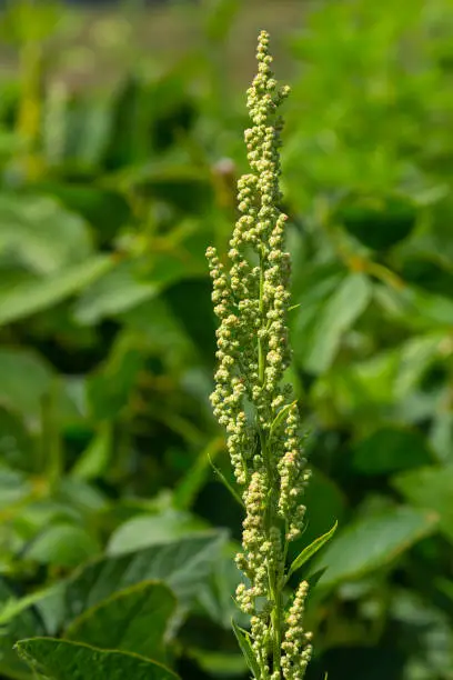 Chenopodium album, edible plant, common names include lamb's quarters, melde, goosefoot, white goosefoot, wild spinach, bathua and fat-hen.