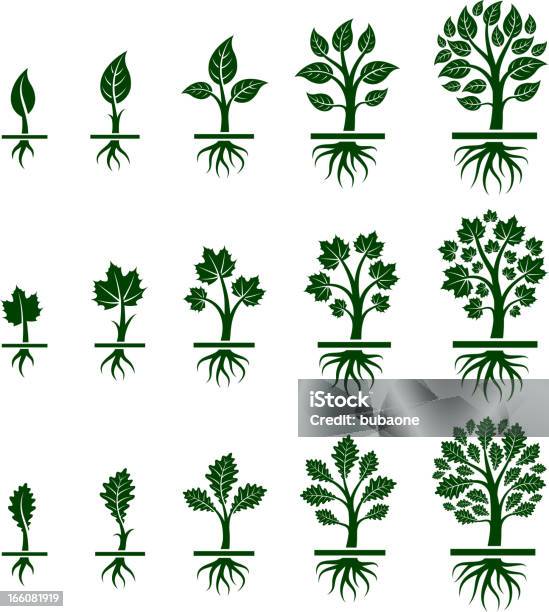 성장 오크 나무 단풍 나무 자작 자연 뿌리에 대한 스톡 벡터 아트 및 기타 이미지 - 뿌리, 나무, 기원