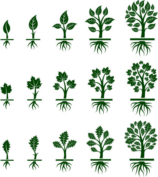Tree Growing maple, oak and birch in nature Tree Growing royalty free vector interface icon set. This editable vector file growing tree icons icons on white Background. The interface icons are organized in rows and can be used as app interface icons, online as internet web buttons, and in digital and print. origins stock illustrations