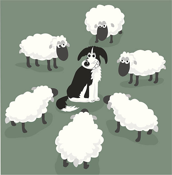 세련된 - sheepdog dog sheep border collie stock illustrations